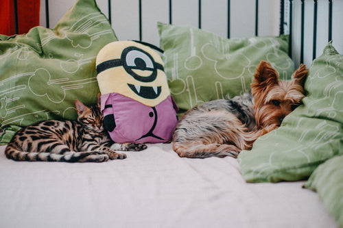 Beneficios de una cama para mascotas de alta calidad