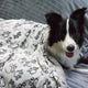 Anti Static Flannel Cut Pet Blanket: Easy to Clean